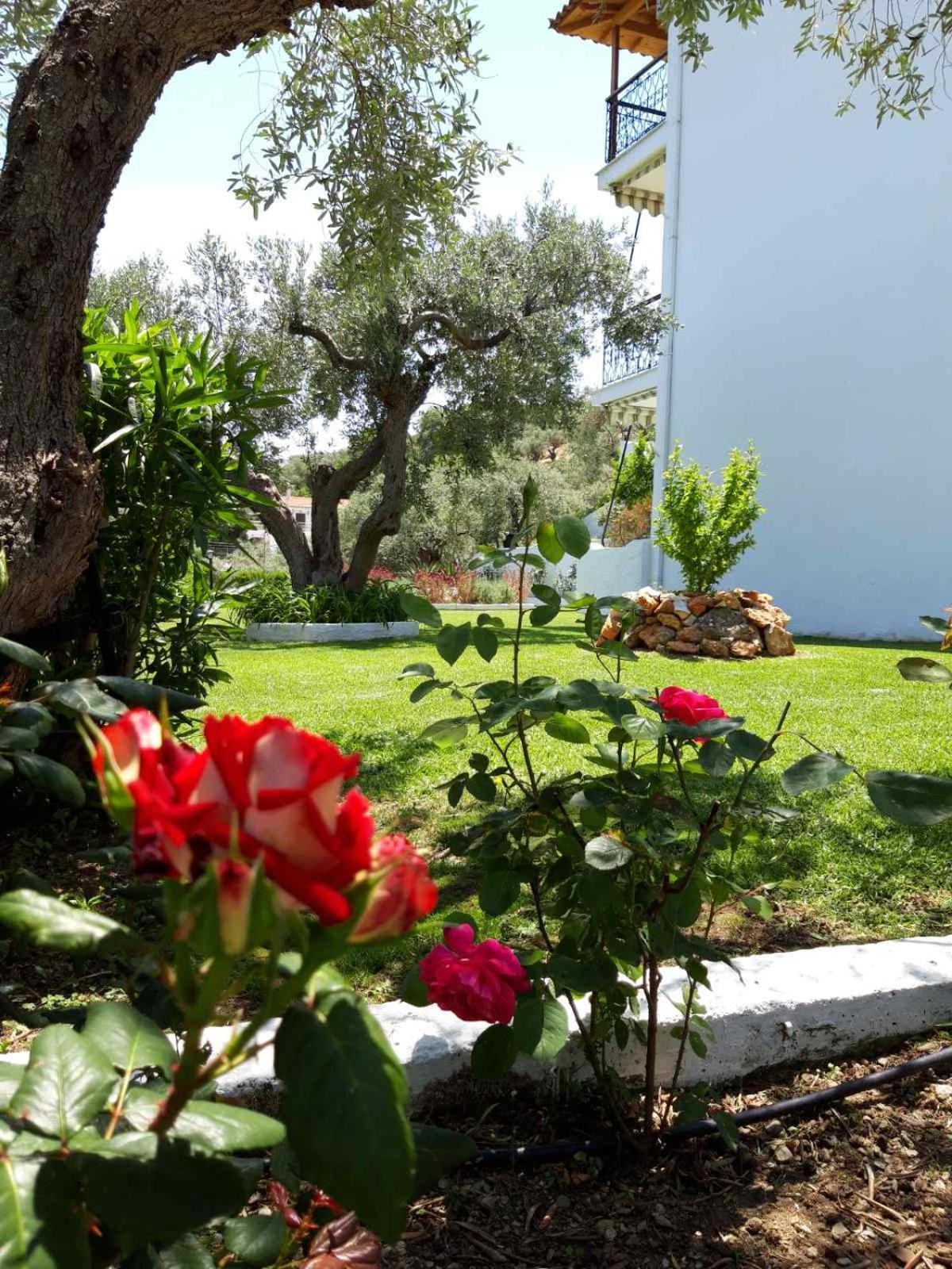 Olive Grove Studios Megali Ammos  Esterno foto